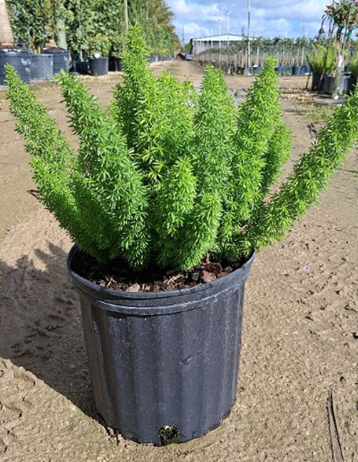 10" Fern Asparagus Foxtail  